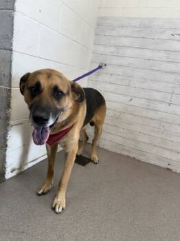 Rescue German Shepherd Dog Dogs for Adoption in San Bernardino, California - ARCHIE | PetCurious