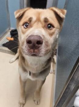 Rescue Husky and Mixed Breed Dogs for Adoption in Fort Collins, Colorado - Gavin | PetCurious