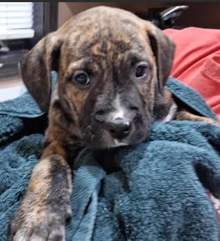 Great Dane and Mastiff Dogs Available for Adoption - Eowyn | PetCurious