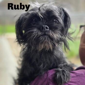 Mixed Breed Dogs Available for Adoption in Gladstone, Michigan - Ruby 260268 | PetCurious