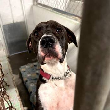 Cosmo (Zigzag) -  Pit Bull Terrier Dog for Adoption in Clanton, Alabama - Cosmo (Zigzag) | PetCurious