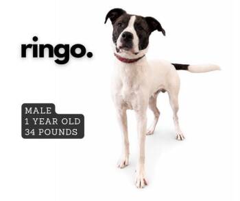 Ringo -  Mixed Breed Dog for Adoption in Ashland, Kentucky - Ringo | PetCurious
