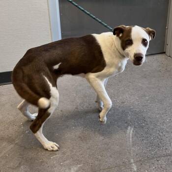 Cowboy -  Mixed Breed Dog for Adoption in Las Cruces, New Mexico - Cowboy | PetCurious