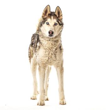 Sky -  Siberian Husky Dog for Adoption in Reno, Nevada - Sky | PetCurious