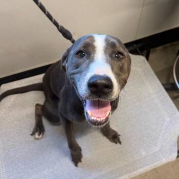 Sky 2 -  Labrador Retriever and Mixed Breed Dog for Adoption in Tampa, Florida - Sky 2 | PetCurious