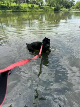 Terrier Dogs Available for Adoption in New Kensington, Pennsylvania - Ivy | PetCurious