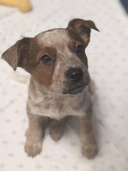 Rescue Australian Cattle Dog Blue Heeler Dogs for Adoption in Ridgway, Colorado - Acorn | PetCurious