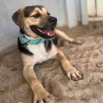 Mixed Breed Dogs Available for Adoption - Bobby | PetCurious