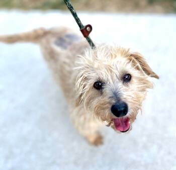 Rescue Terrier Dogs for Adoption - Derby | PetCurious