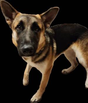 Shepherd Dogs Available for Adoption - Archie (was Archer) | PetCurious