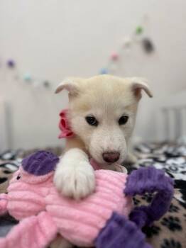 Husky and Labrador Retriever Dogs Available for Adoption - Gemini Frost Lane | PetCurious