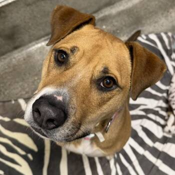 Catalina -  Pit Bull Terrier and Mixed Breed Dog for Adoption in Los Angeles, California - Catalina | PetCurious