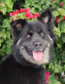 German Shepherd Dog Dogs Available for Adoption in Los Angeles, California - *April Von Ahnsen | PetCurious