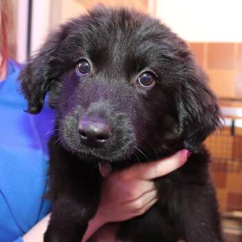 Truffle -  Mixed Breed Dog for Adoption in Port Washington, New York - Truffle | PetCurious