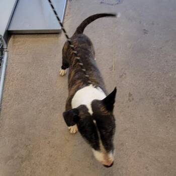 108855 -  Mixed Breed Dog for Adoption in Las Cruces, New Mexico - 108855 | PetCurious