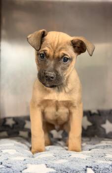 Shepherd Dogs Available for Adoption - Kasey | PetCurious