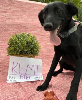 Remi -  Mixed Breed Dog for Adoption in Sharpsburg, Georgia - Remi | PetCurious
