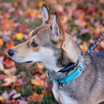 Judy -  Siberian Husky and Cattle Dog Dog for Adoption in Olathe, Kansas - Judy | PetCurious