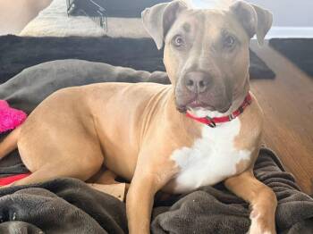 Terrier Dogs Available for Adoption in Milwaukee, Wisconsin - Olive | PetCurious