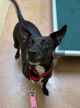 Gumball -  Rat Terrier and Labrador Retriever Dog for Adoption in Norwalk, Connecticut - Gumball | PetCurious