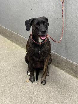 Rescue Labrador Retriever Dogs for Adoption in Las Vegas, Nevada - LAZY SUSAN | PetCurious