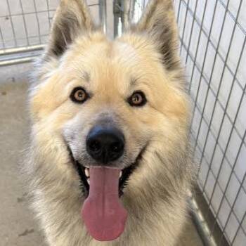 Husky and Shepherd Dogs Available for Adoption in Sonoma, California - Hugo | PetCurious