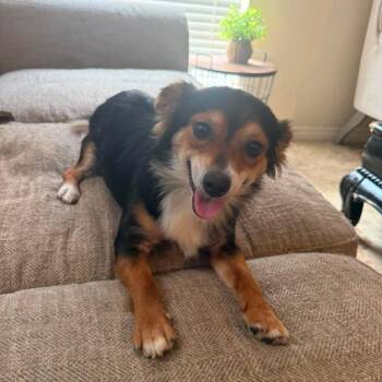Dobby -  Papillon Dog for Adoption in Yonkers, New York - Dobby | PetCurious