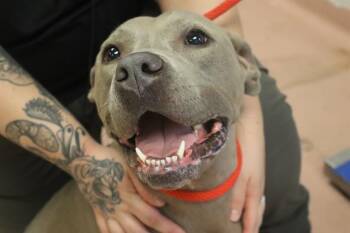 Rescue Mixed Breed Dogs for Adoption in Columbia, South Carolina - SPIDER | PetCurious