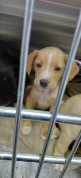 Mixed Breed Dogs Available for Adoption in Henderson, North Carolina - Charleston | PetCurious