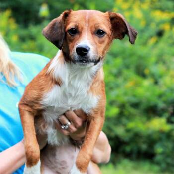 CT Lexi -  Terrier and Mixed Breed Dog for Adoption in Stormville, New York - CT Lexi | PetCurious