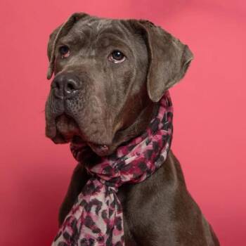Cane Corso Dogs Available for Adoption - Misty | PetCurious