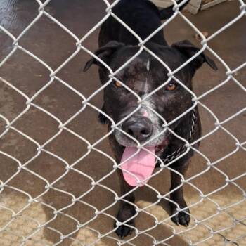 Mixed Breed Dogs Available for Adoption in Huntington, West Virginia - Choppo | PetCurious