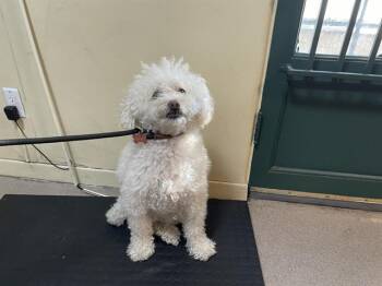 Maltese and Poodle Dogs Available for Adoption - MOCHA | PetCurious