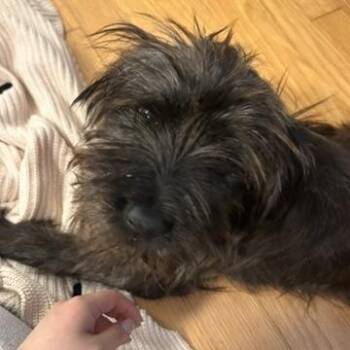 Tom Hanks -  Dachshund and Schnauzer Dog for Adoption in New York, New York - Tom Hanks | PetCurious