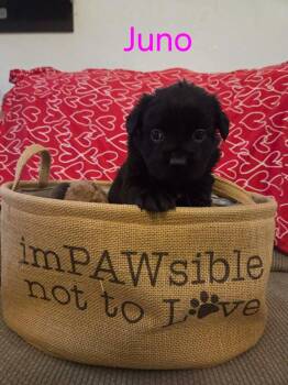 Black Labrador Retriever and Border Collie Dogs Available for Adoption - Juno | PetCurious