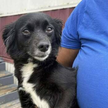 Chihuahua Dogs Available for Adoption in Hillsborough, North Carolina - Athena | PetCurious