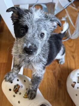 Poodle and Australian Cattle Dog Blue Heeler Dogs Available for Adoption in Fresno, California - Nitro | PetCurious