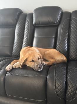 Rescue German Shepherd Dog Dogs for Adoption in Anoka, Minnesota - Rose-I25050 | PetCurious