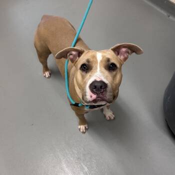 Chameleon -  Mixed Breed Dog for Adoption in Asheville, North Carolina - Chameleon | PetCurious
