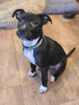 Cattle Dog and Pit Bull Terrier Dogs Available for Adoption - Jillian | PetCurious
