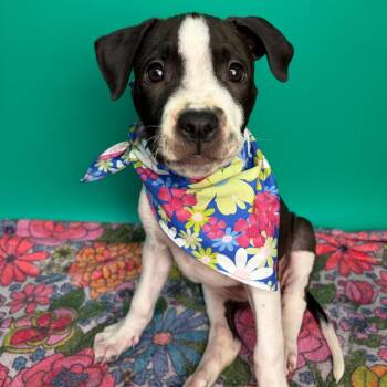 Beefaroni -  American Bulldog and Boxer Dog for Adoption in San Antonio, Texas - Beefaroni | PetCurious