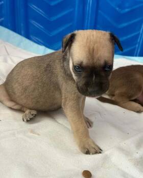 Mexican Pizza -  Black Mouth Cur Dog for Adoption in Silsbee, Texas - Mexican Pizza | PetCurious