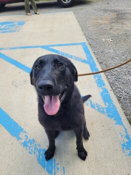 Striker -  Labrador Retriever and Shepherd Dog for Adoption in Lawrenceburg, Tennessee - Striker | PetCurious