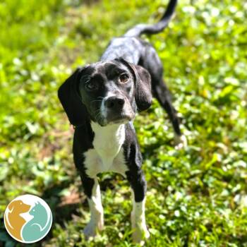 Bella -  Mixed Breed Dog for Adoption in Toledo, Ohio - Bella | PetCurious