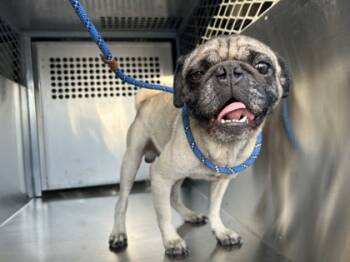 Rescue Pug and Mixed Breed Dogs for Adoption in Fort Worth, Texas - 59814335 | PetCurious