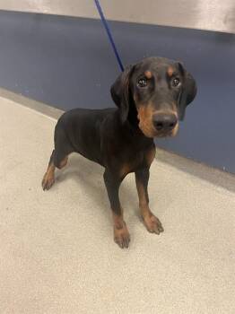 Doberman Pinscher Dogs Available for Adoption in Doral, Florida - BENNY | PetCurious