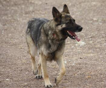 Trixie -  German Shepherd Dog Dog for Adoption in Albuquerque, New Mexico - Trixie | PetCurious