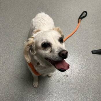 Vikki -  Chihuahua Dog for Adoption in Yucaipa, California - Vikki | PetCurious