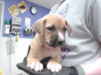NISSAN ALTIMA -  Boxer and Mixed Breed Dog for Adoption in Omaha, Nebraska - NISSAN ALTIMA | PetCurious
