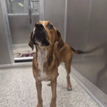 Clovis -  Hound and Mixed Breed Dog for Adoption - Clovis | PetCurious